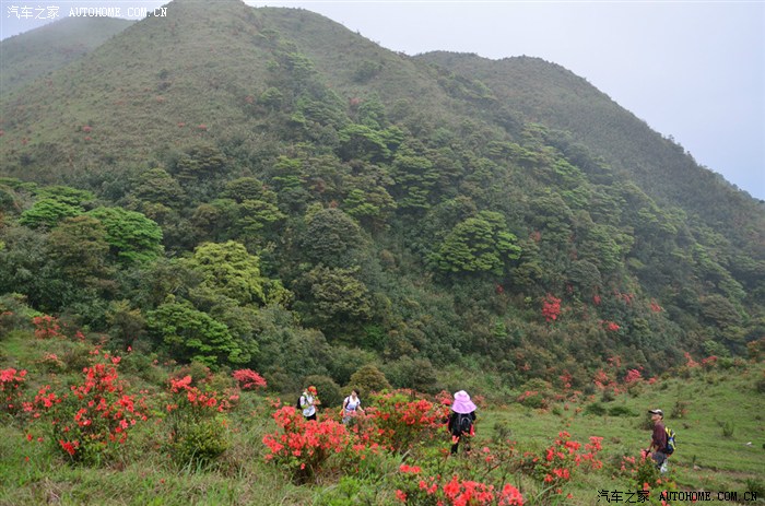 开平天露山观野生杜鹃自驾游记