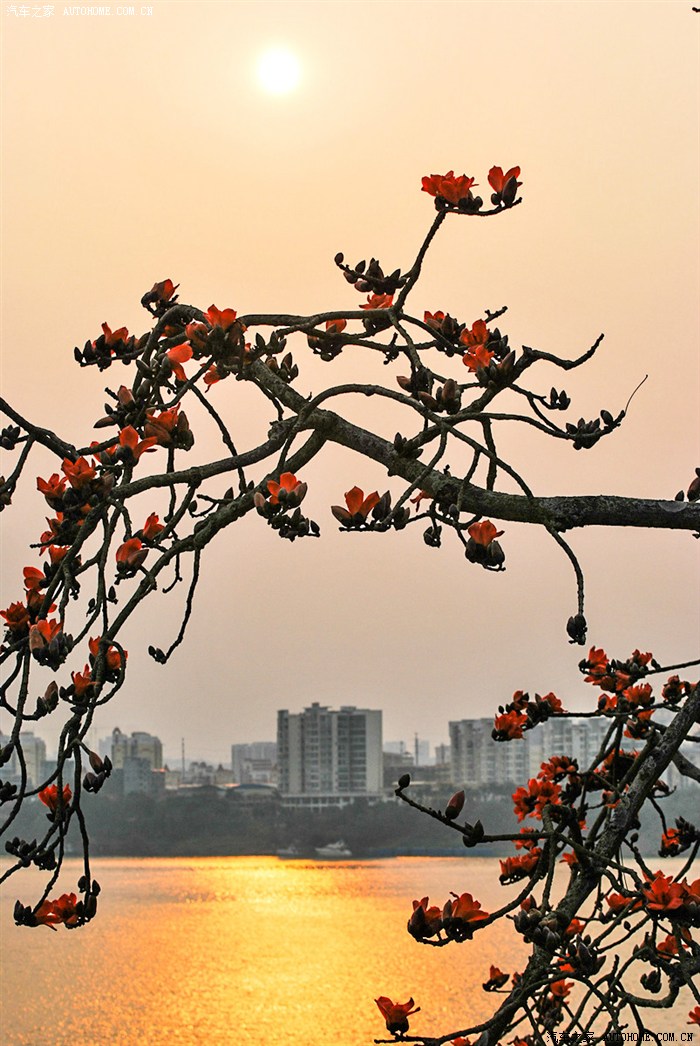 木棉花前景,邕江後面是南寧城市背景, 金光閃爍的江面上還冒出來一條