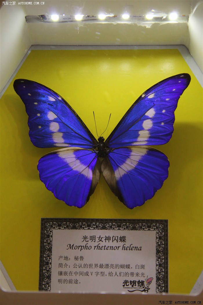 春暖花开探访望城光明蝴蝶谷