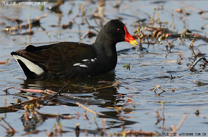 生态一组野生红嘴野鸭