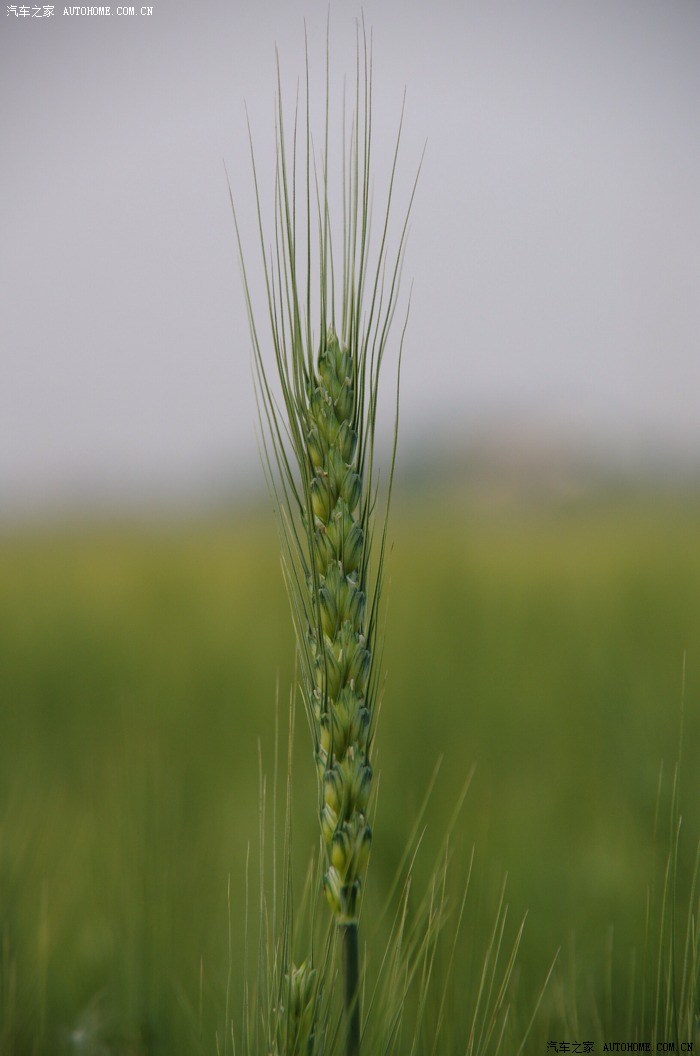 麦穗 麦芒