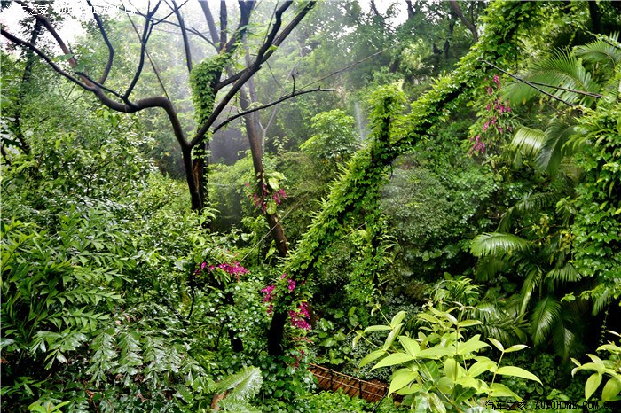 深圳游1青青世界感受热带雨林大氧吧