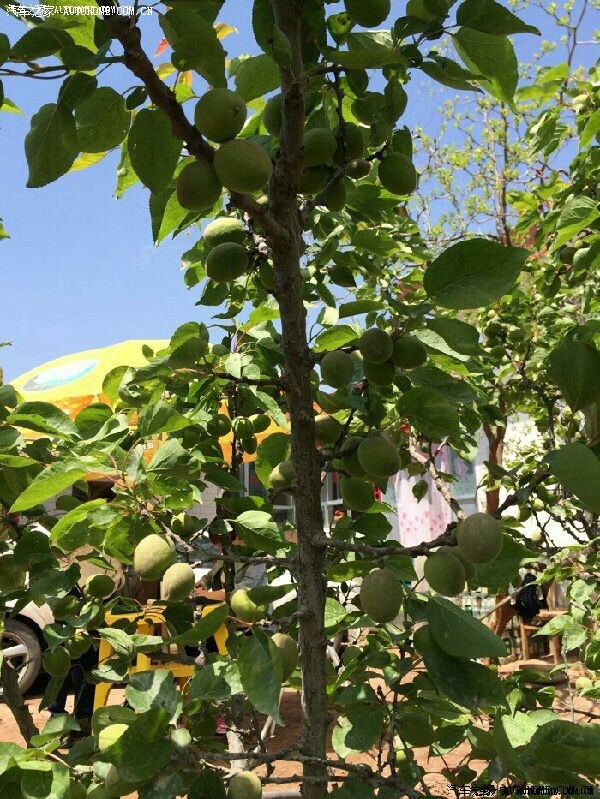 【图】有空就去我家乡旅游吧_起亚k3/k3s论坛_汽车之家论坛