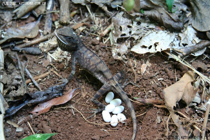 蜥蜴蛋蛋