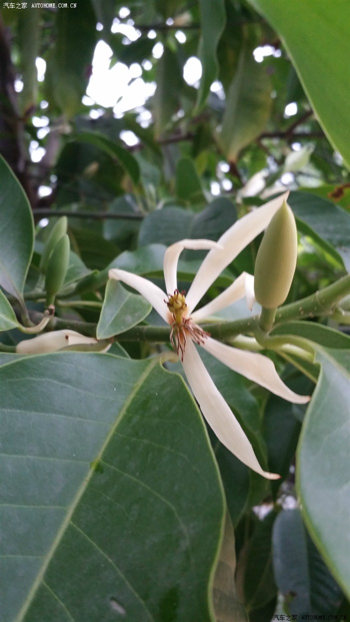 夏天最香,最讨女孩子喜欢一一一黄果兰花