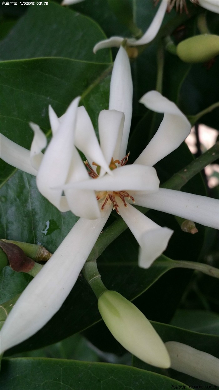 夏天最香,最讨女孩子喜欢一一一黄果兰花