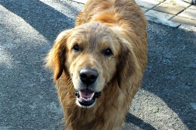 门犬竞技犬搜索跟踪犬等等对人类绝对耐心渴望到人类抚摩个性注定他