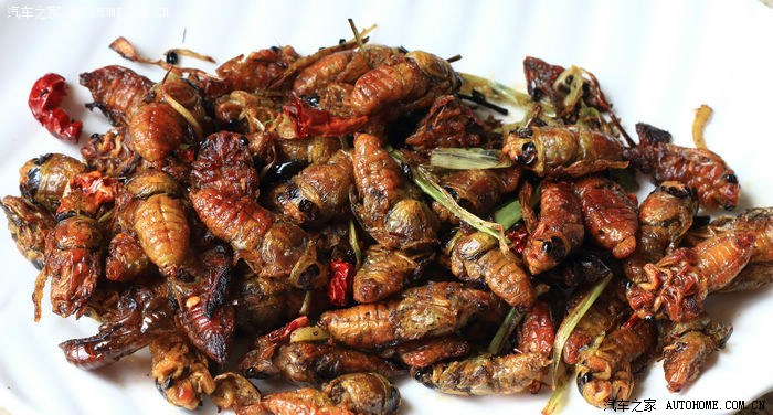【美食原创】 干煸香辣金蝉