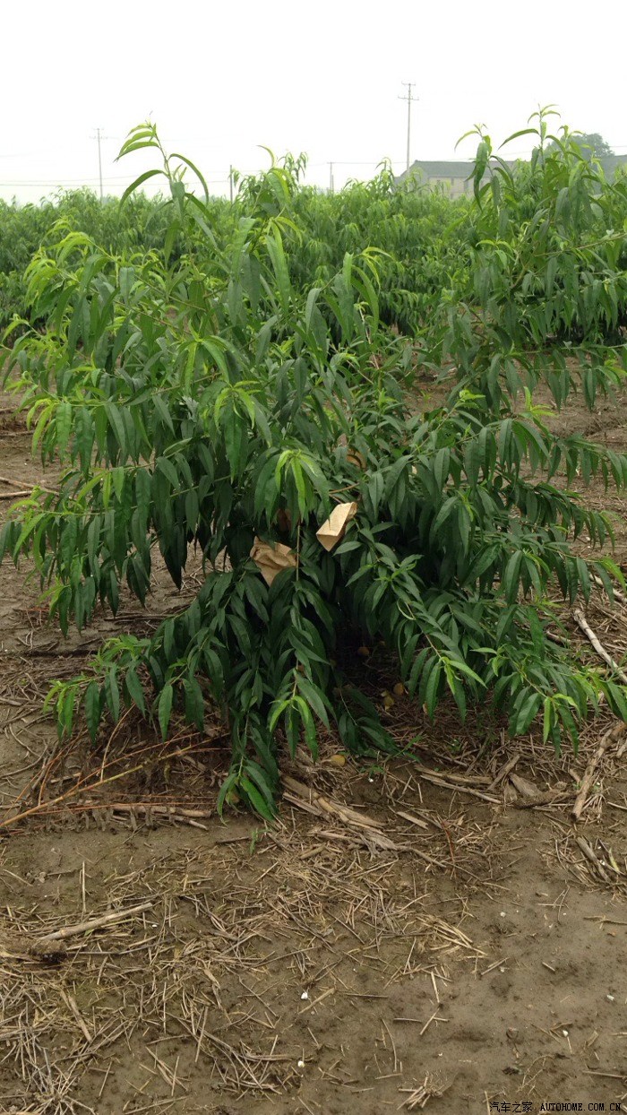 正宗南汇水蜜桃开卖了