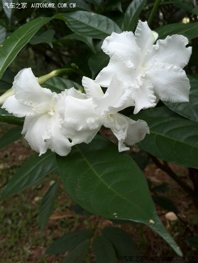 梔子花--清心 一葉一菩提--熱浪襲人之夏夜,擎之添清爽 紅花只在盛開