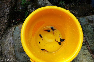 蝌蚪池,小盆友们在这里捞蝌蚪,很开心的说.