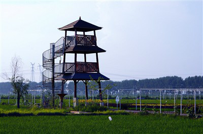 路途不远 景色不错 二十二,沈北"稻梦空间"游记