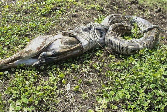 蛇吞羊看着都恐怖