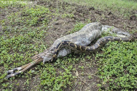 蛇吞羊看着都恐怖