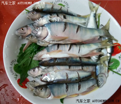 清蒸馬口魚!