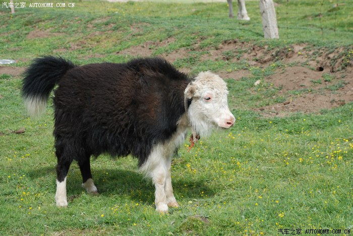 难忘的青海门源油菜花