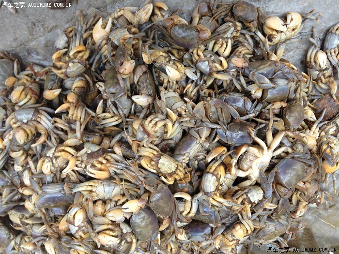 路遇螃蜞(又名咸螃),回忆儿时的记忆