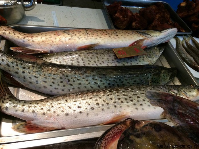 兰德酷路泽论坛_汽车之家论坛