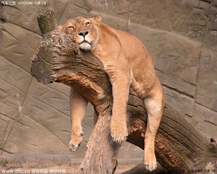 动物睡觉萌图博车友一笑