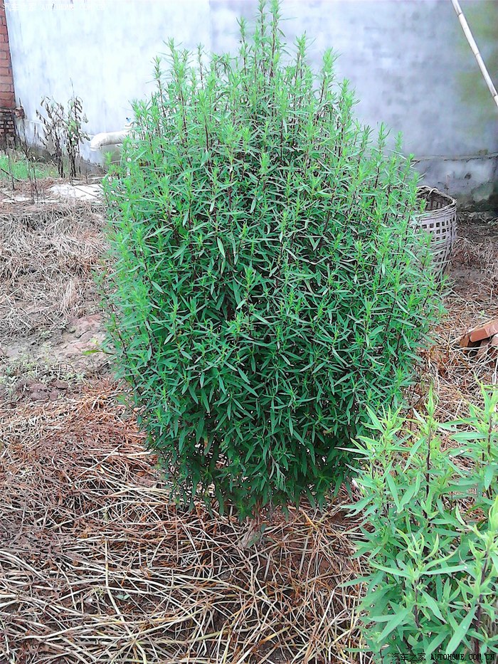 铁扫把,农村扫地用的