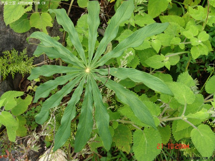 藥用植物圖鑑求關注求射精