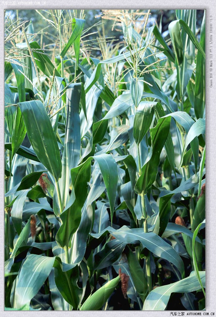 【图】山村的玉米地------长势喜人的玉米!_摄影论坛_汽车之家论坛