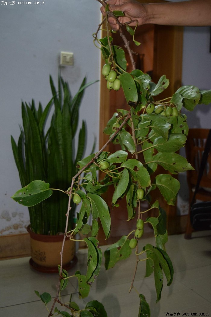 野生圆枣子,猕猴桃属
