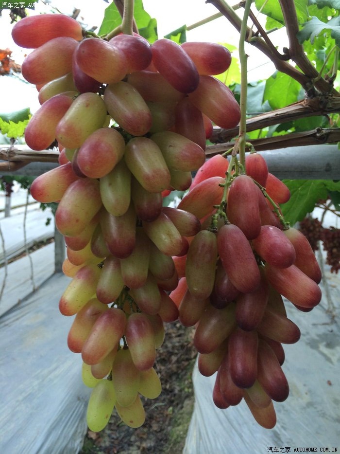 这几天没事去了彭山摘葡萄菩提顺便游了彭祖山