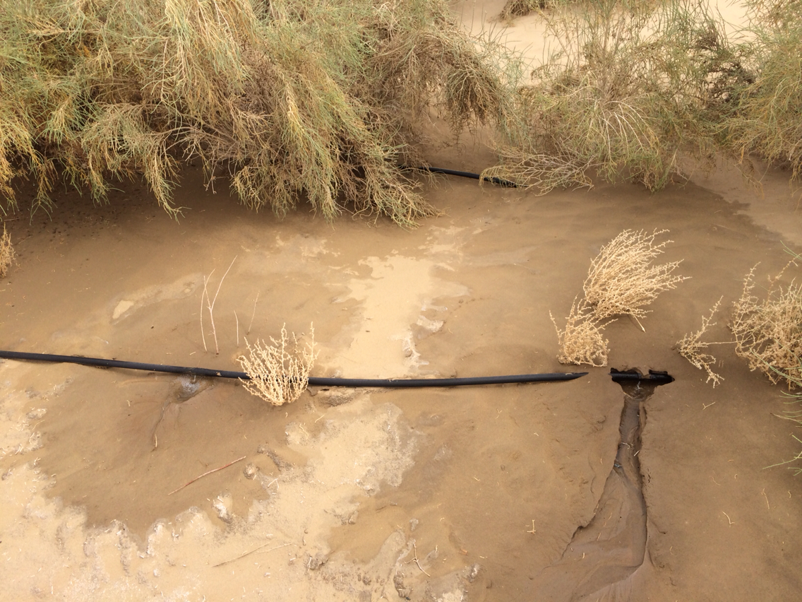 沙漠公路就是横贯塔卡拉玛大沙漠的绿色走廊,看着就是滴灌