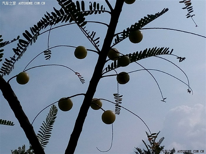 游六景泥盆系,挖化石,摘稔果牛甘果