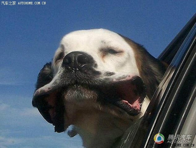 轻松一刻---狗狗坐车的表情