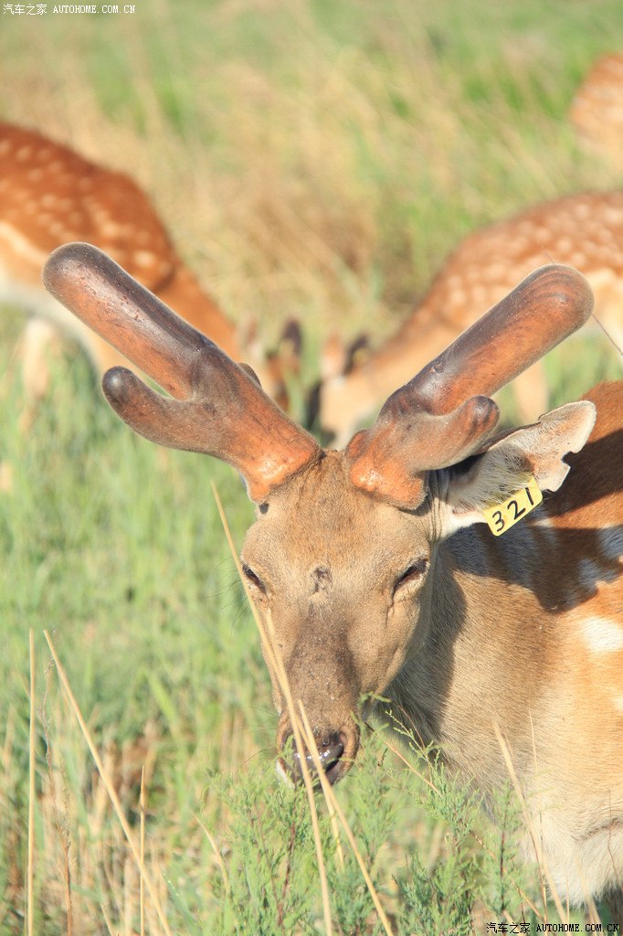 赛罕塔拉城中草原半年随拍