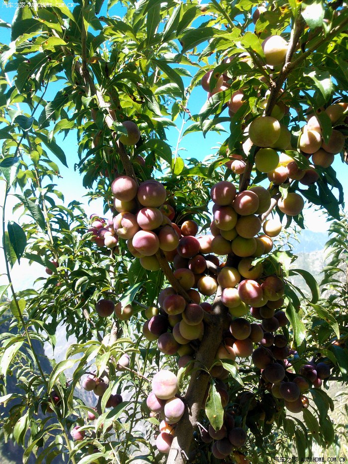 【图】地理沟的红脆李熟了!还有玛卡,顺带越野,巴适的板_四川论坛_汽
