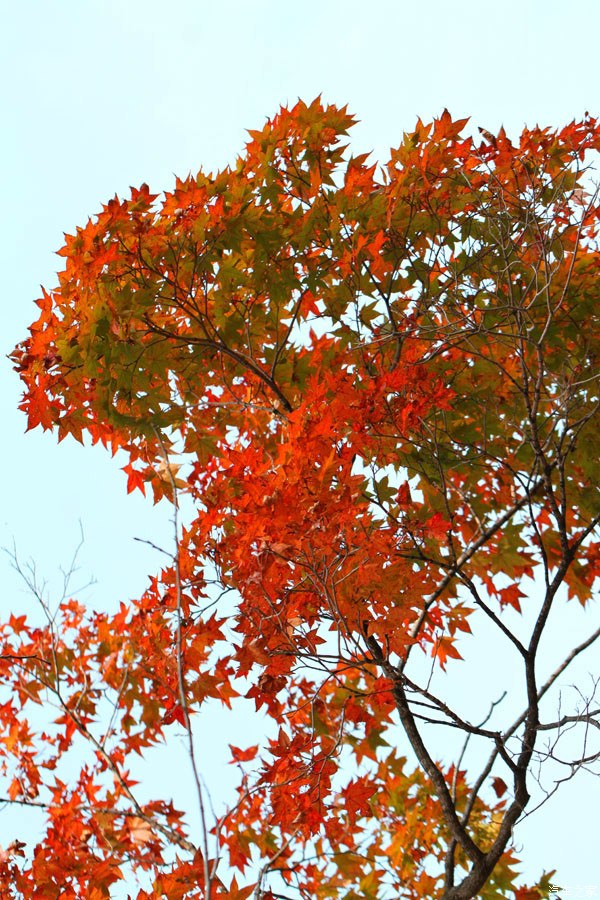 国庆前夕哈尔滨金龙山赏红叶