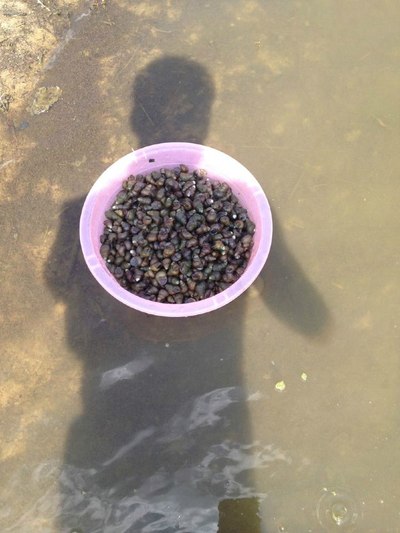 五指耙水库摸石螺