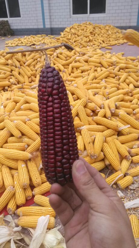 秋收的季节虎子卖力了