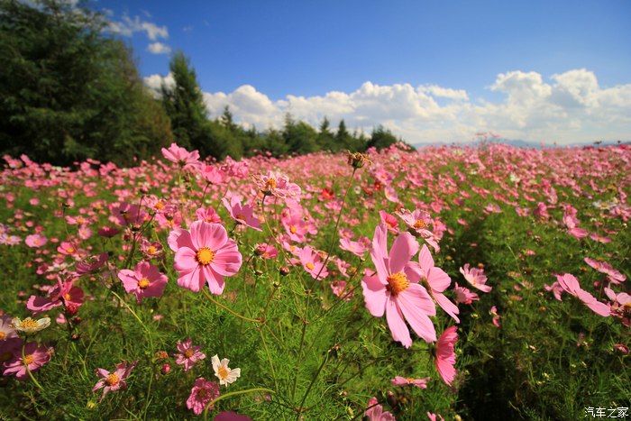 丽江玉龙雪山下花海掠影佳能60d镜头1018mm