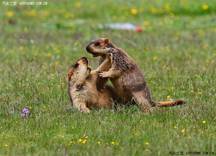 申精巨作仙境玉树以此贴申请精华帖希望能成功