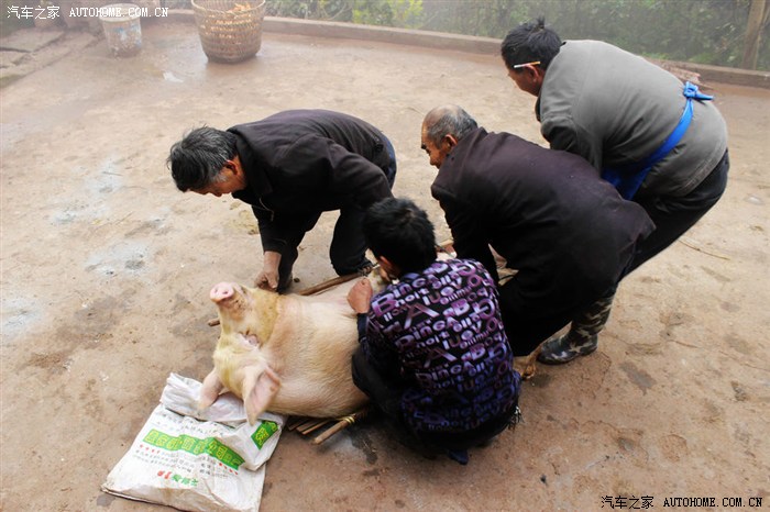 猪看杀猪搞笑图片图片