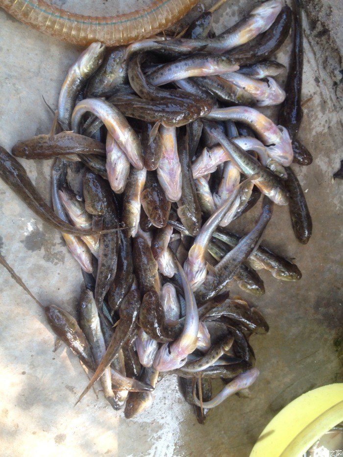 一个小时掉了那么多沙逛鱼这种鱼很呆鱼饵海蚂蟥