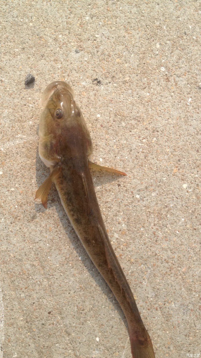 一个小时掉了那么多沙逛鱼这种鱼很呆鱼饵海蚂蟥