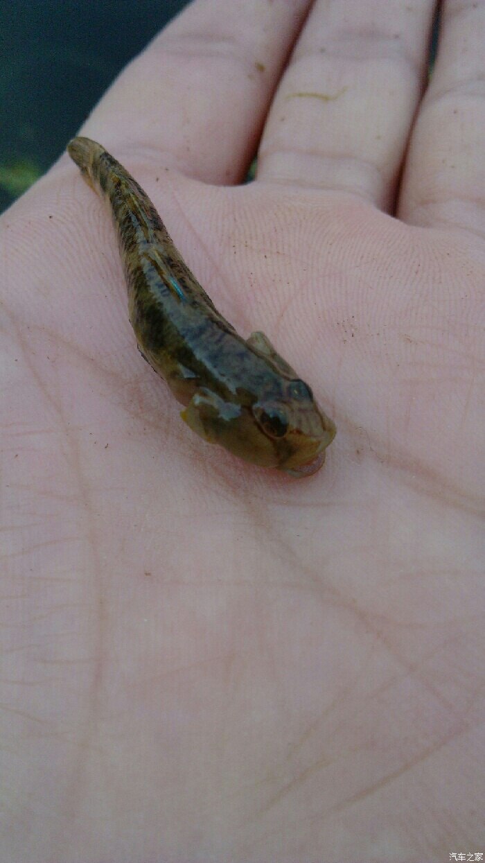 这小鱼是啥品种