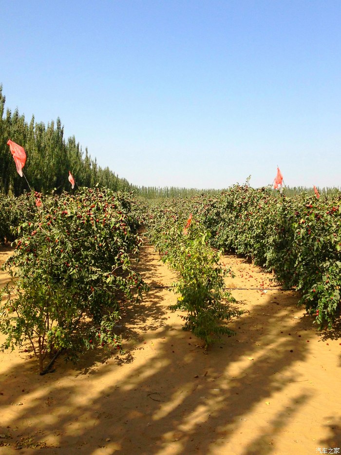 【图】带儿子和田特产红枣园一游_长城c50论坛_汽车之家论坛