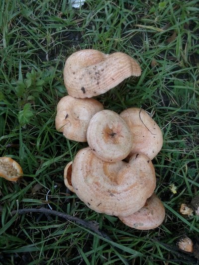 路上见到的松花菌