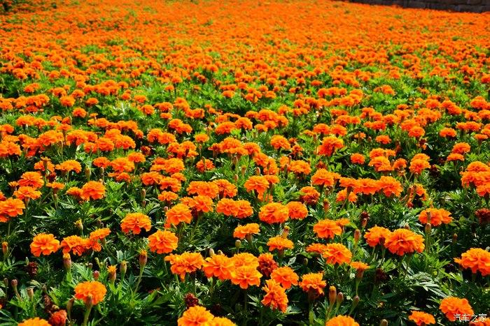 江津首个城市公园--鼎山公园