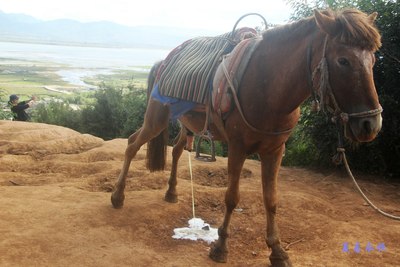 小马尿尿.(此图片儿童不宜).
