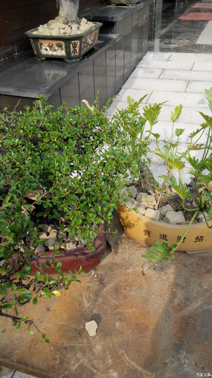 沾花惹草盆栽育苗培土修枝陶冶情操