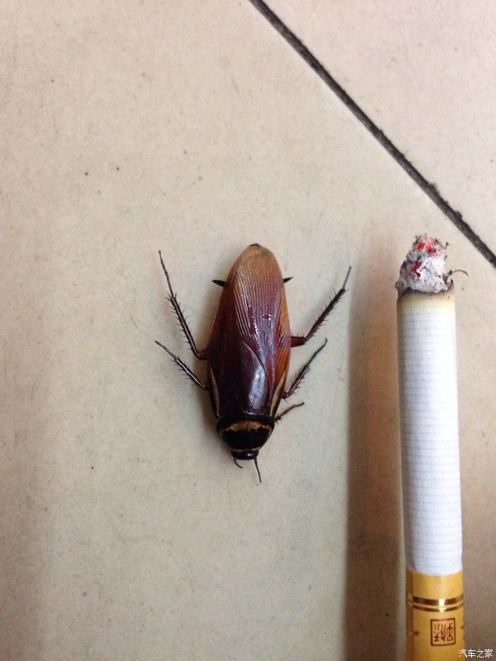 广东那蟑螂天上飞水里爬,手不敢伸脚不敢动,哈哈,送上比较小的小强