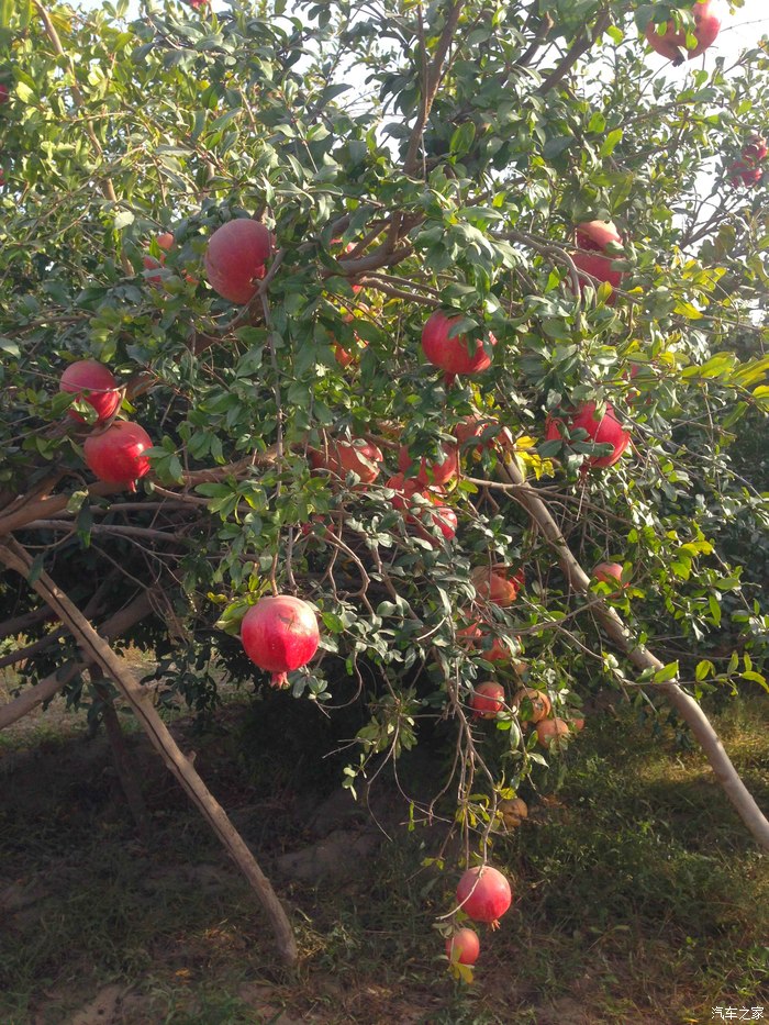 新疆瓜果篇,新疆和田皮亚勒玛石榴基地.