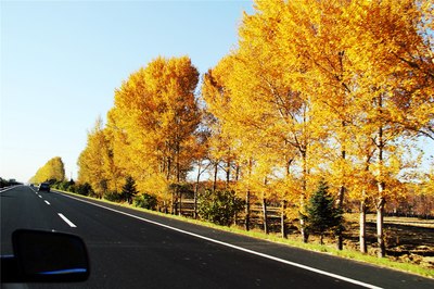 愛在金秋,白城車友五角楓景區自駕遊記